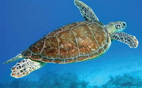 2 Weeks Sea Turtles Project